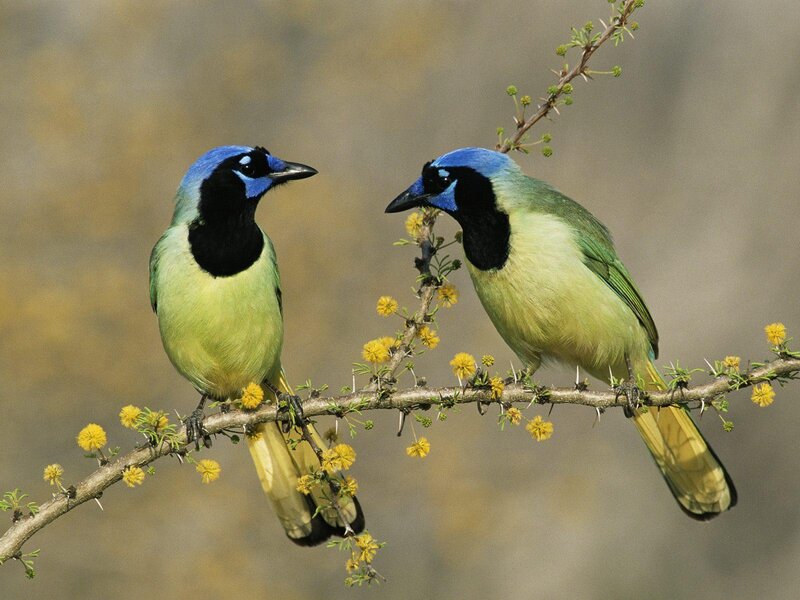 Blue Jays on Branch — Calm