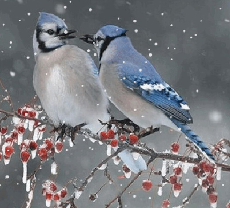 Blue Jays on Branch — Calm, Winter