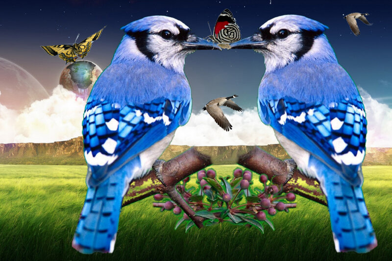 Blue Jays on Branch — Dreamy