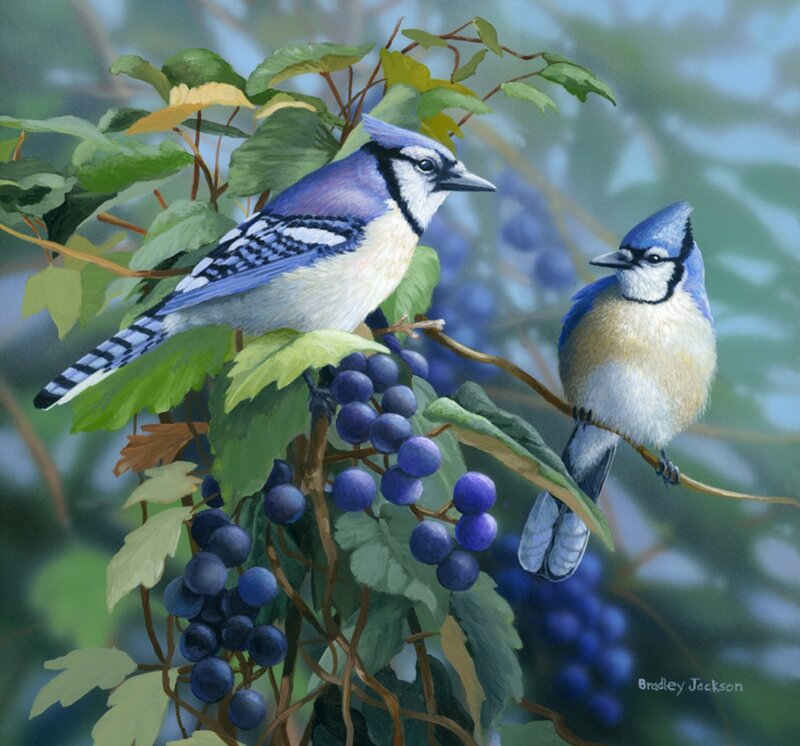 Blue Jays on Grapevine — Serene, Afternoon
