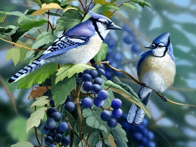 Blue Jays on Grapevine — Serene