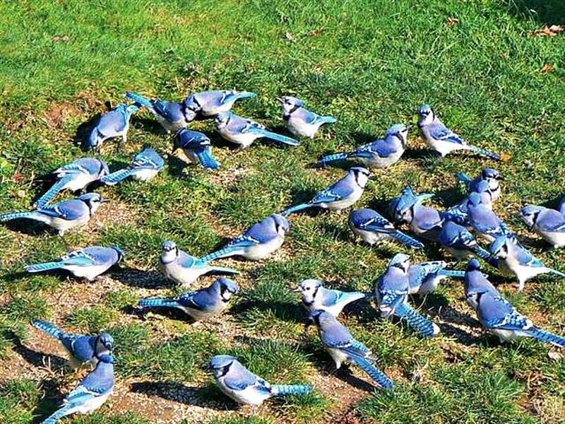 Blue Jays on Grass