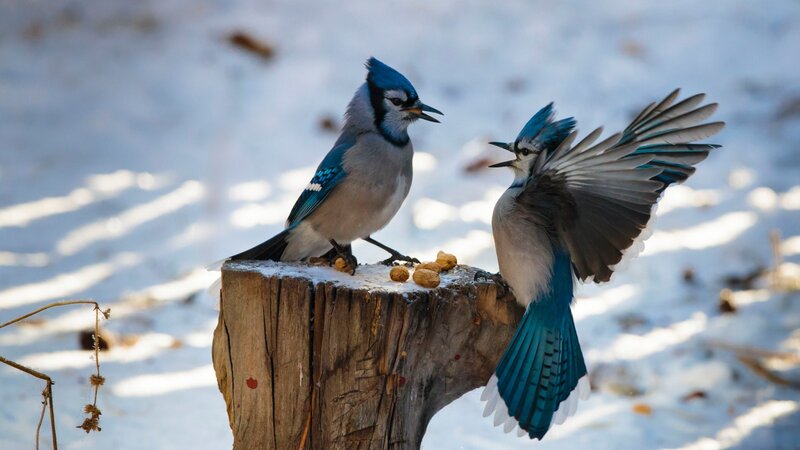 Blue Jays on Stump — Natural