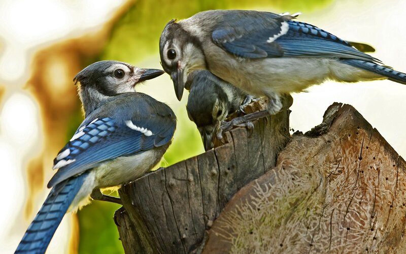 Blue Jays on Stump