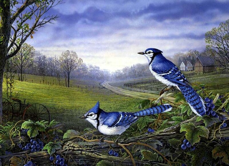 Blue Jays on Vine