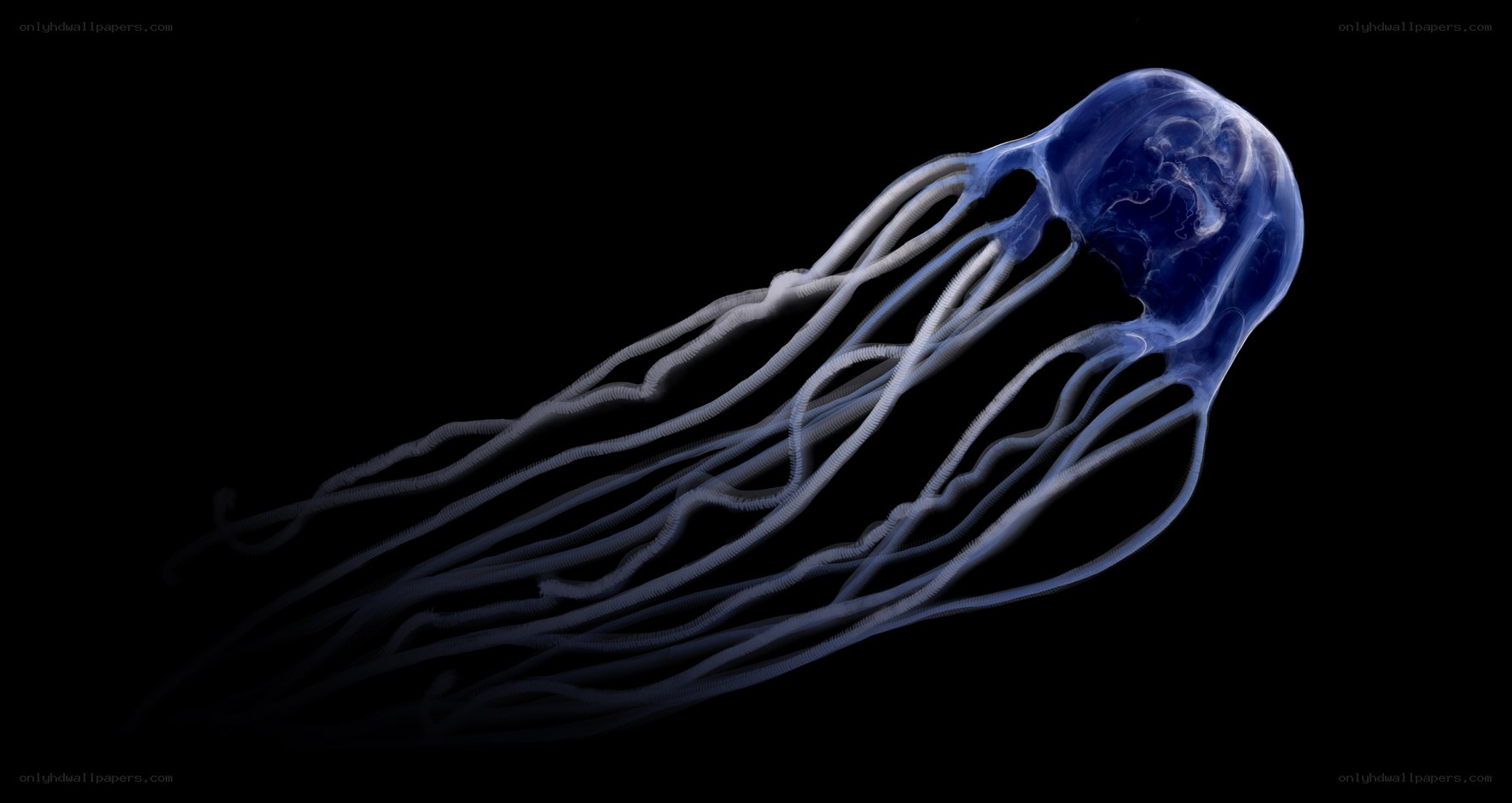 Blue jellyfish against black background