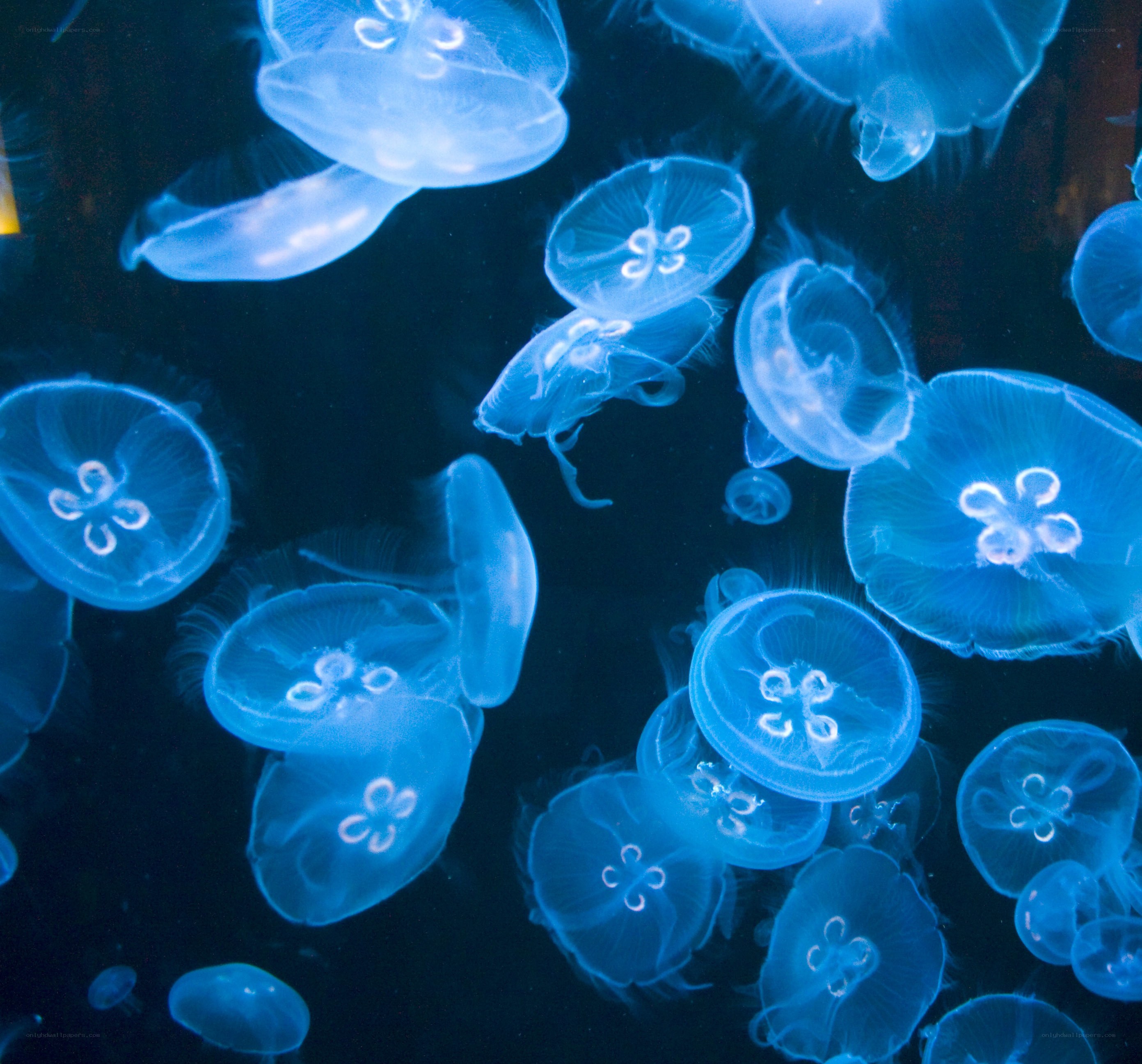 Blue jellyfish in aquarium