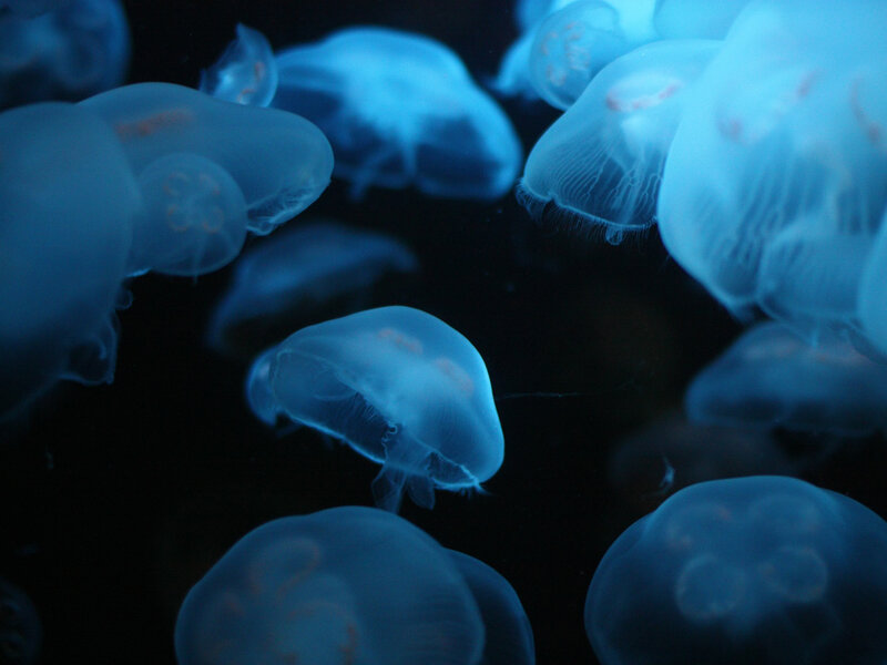 Blue jellyfish in dark water