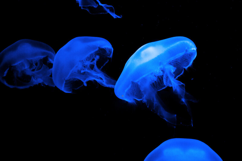 Blue jellyfish in dark water
