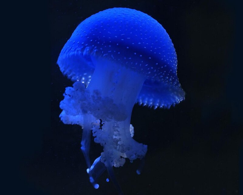 Blue jellyfish in dark water