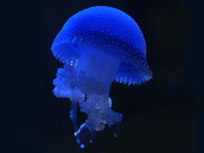 blue jellyfish in dark water