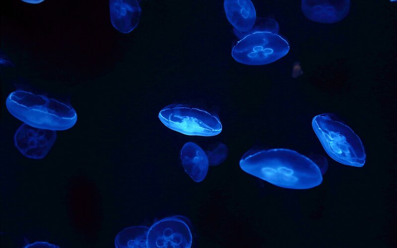Blue jellyfish in dark water