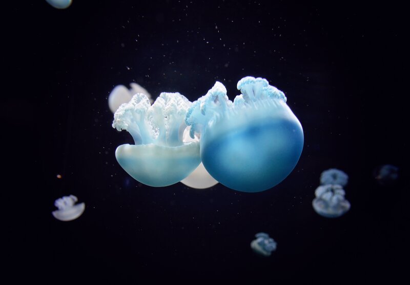 Blue jellyfish in dark water