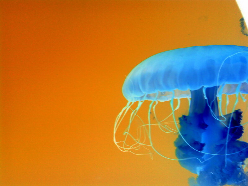 Blue jellyfish in orange water