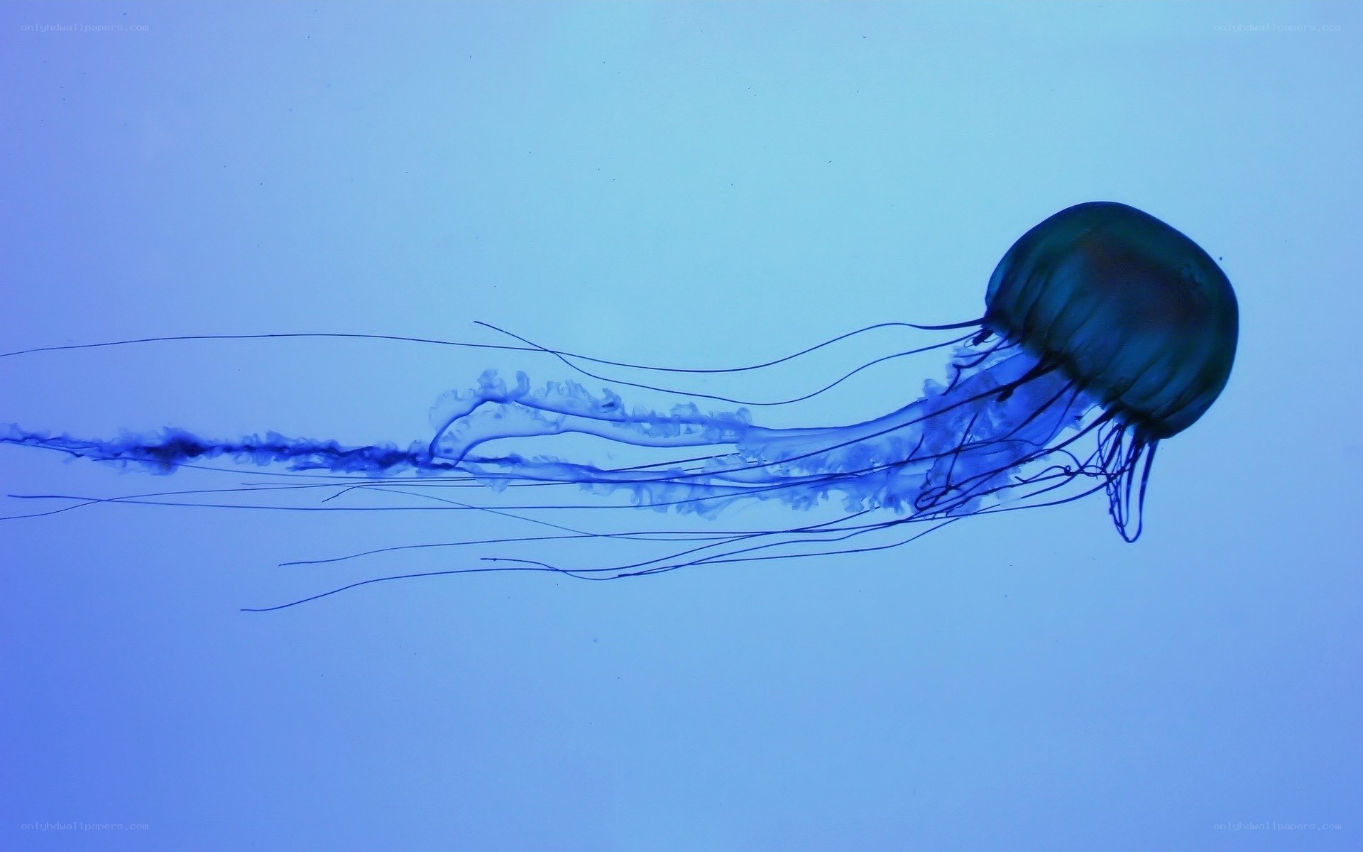 Blue jellyfish in water