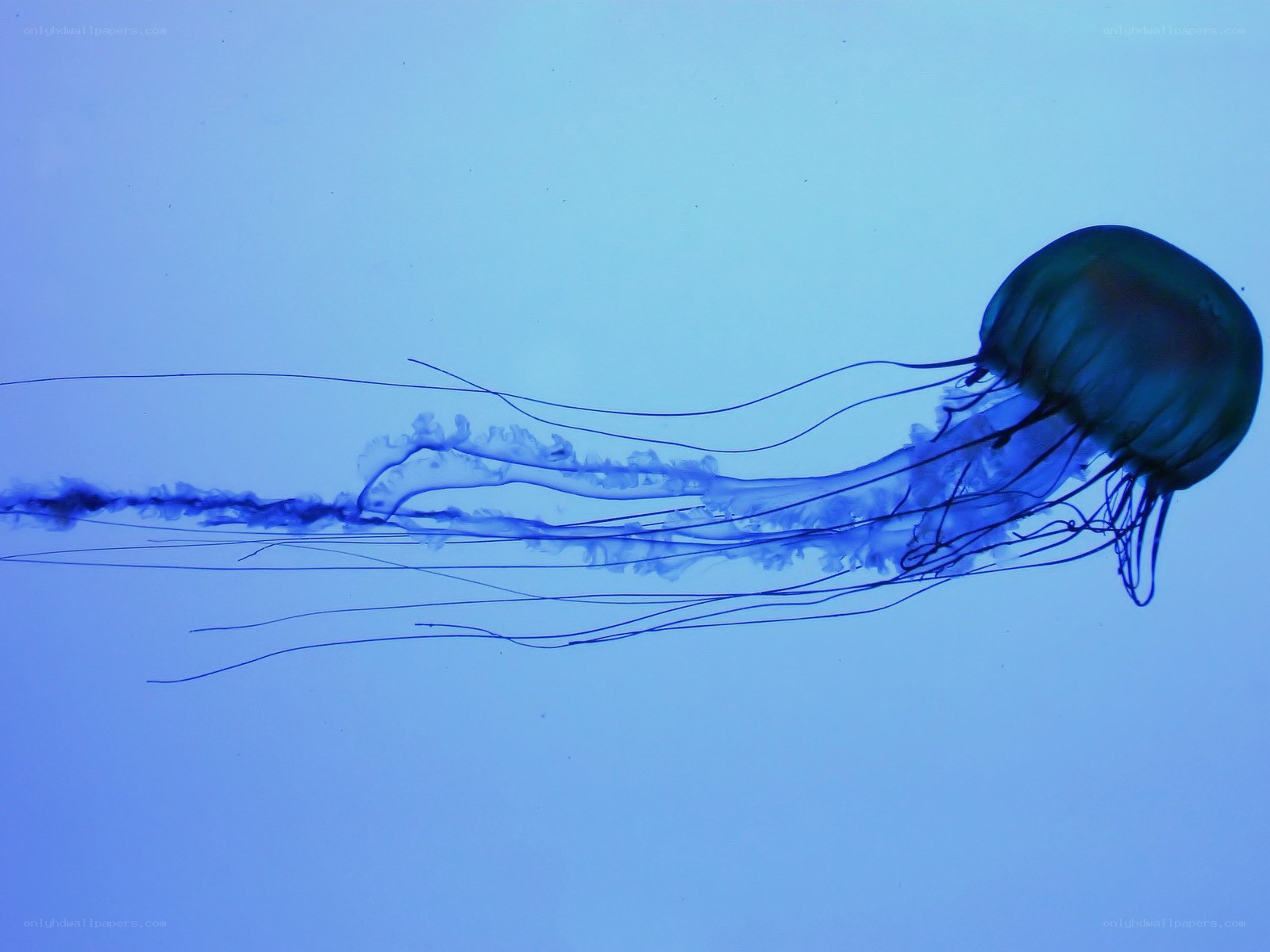 Blue jellyfish in water