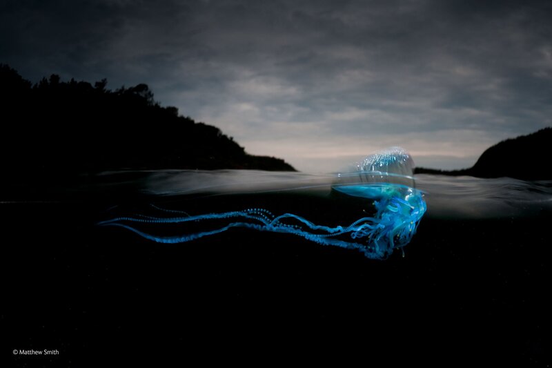 Blue Jellyfish in Water — Dramatic