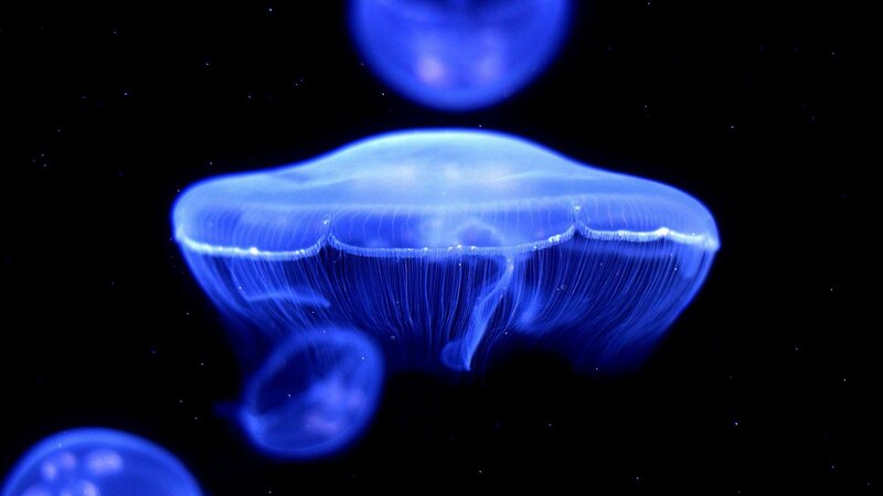 Blue Jellyfish in Water — Serene, Night, Photograph, Dark Background, Light, Black