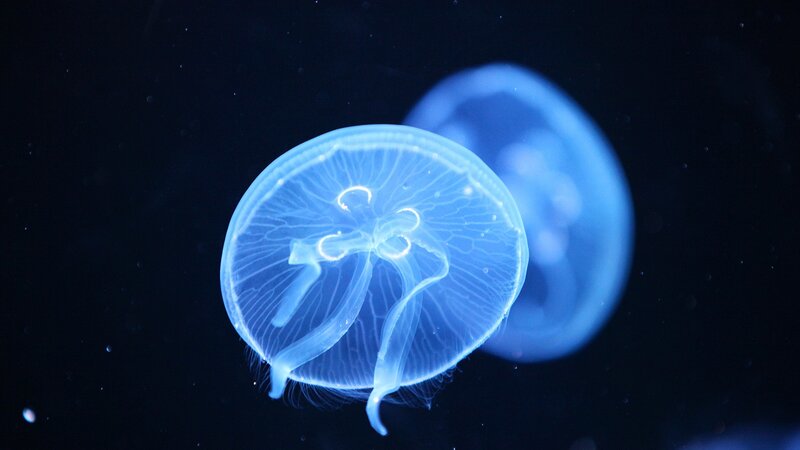 Blue Jellyfish in Water — Serene, Night, Photograph, Dark Background, Particles