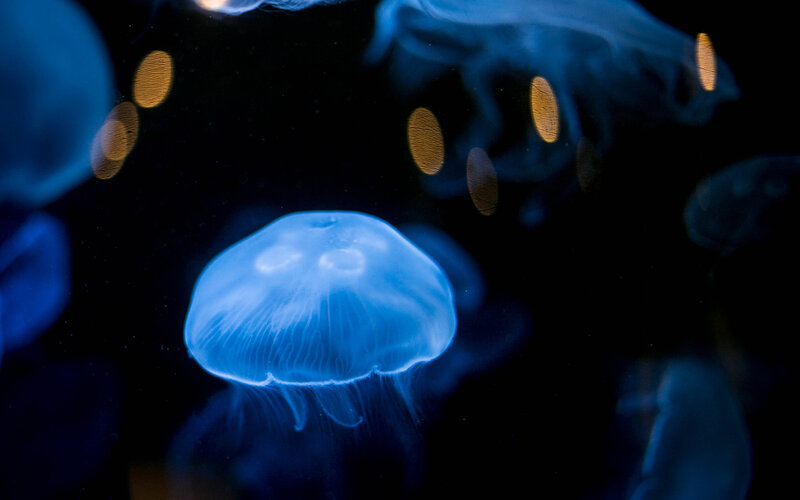 Blue Jellyfish in Water — Serene, Night, Photograph, Dark Background