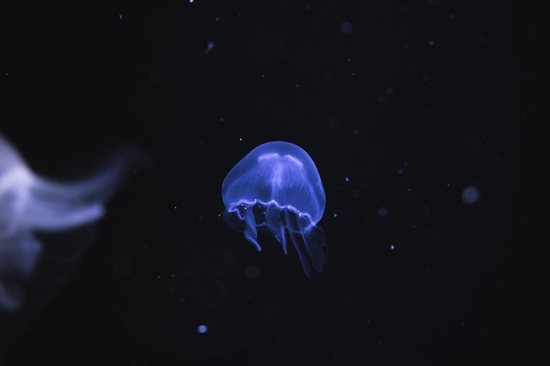 Blue Jellyfish in Water — Serene, Night, Photograph, Dark Water