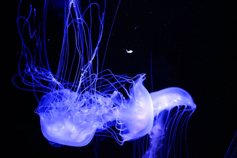 Blue Jellyfish in Water — Serene, Night, Photograph, Tentacles