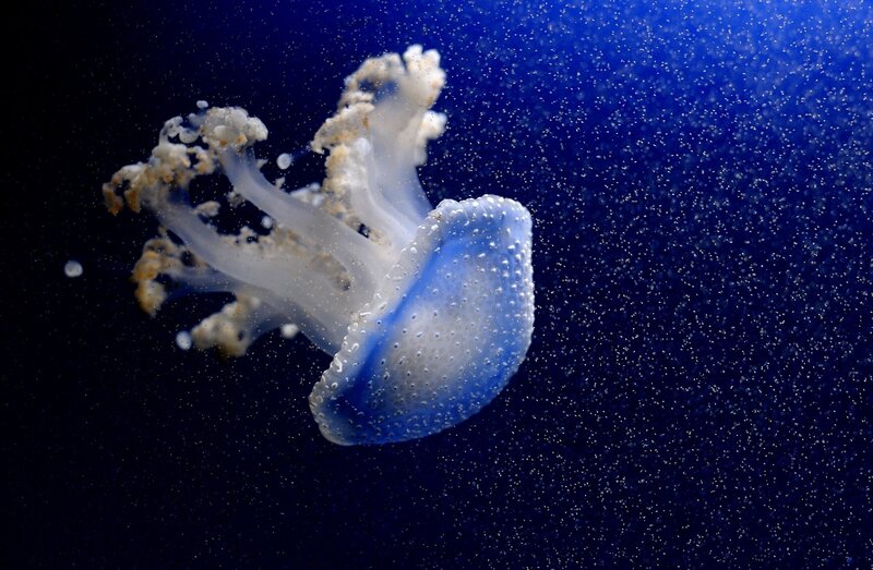 Blue Jellyfish in Water — Serene, Photograph, Bubbles