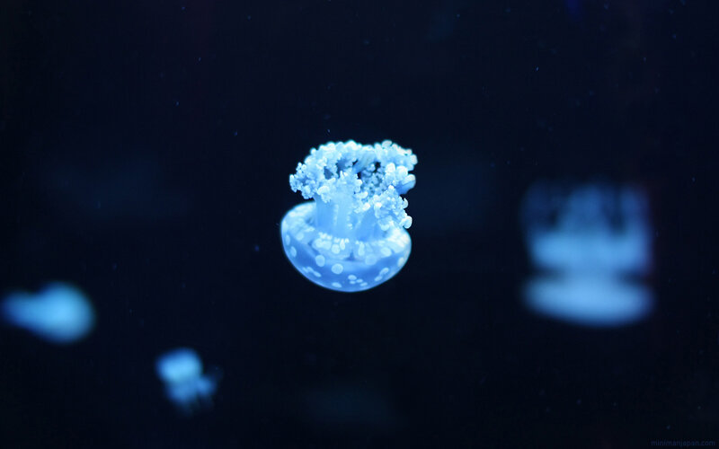 Blue Jellyfish in Water — Serene, Photograph, Dark Water