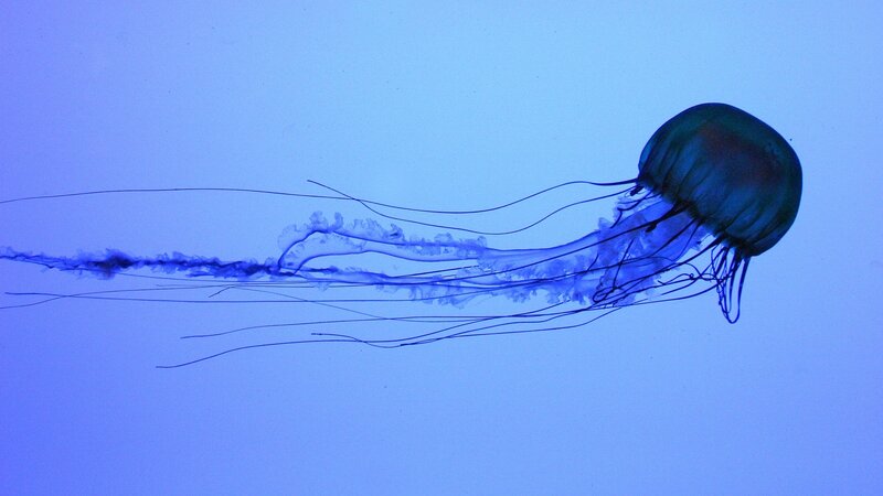 Blue Jellyfish in Water — Serene, Photograph