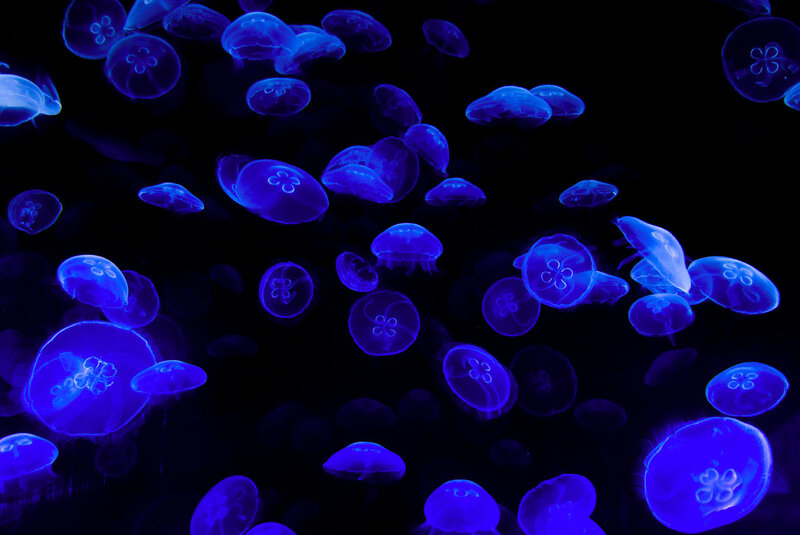 Blue Jellyfish in Water — Serene