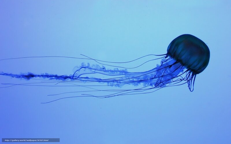 Blue jellyfish in water