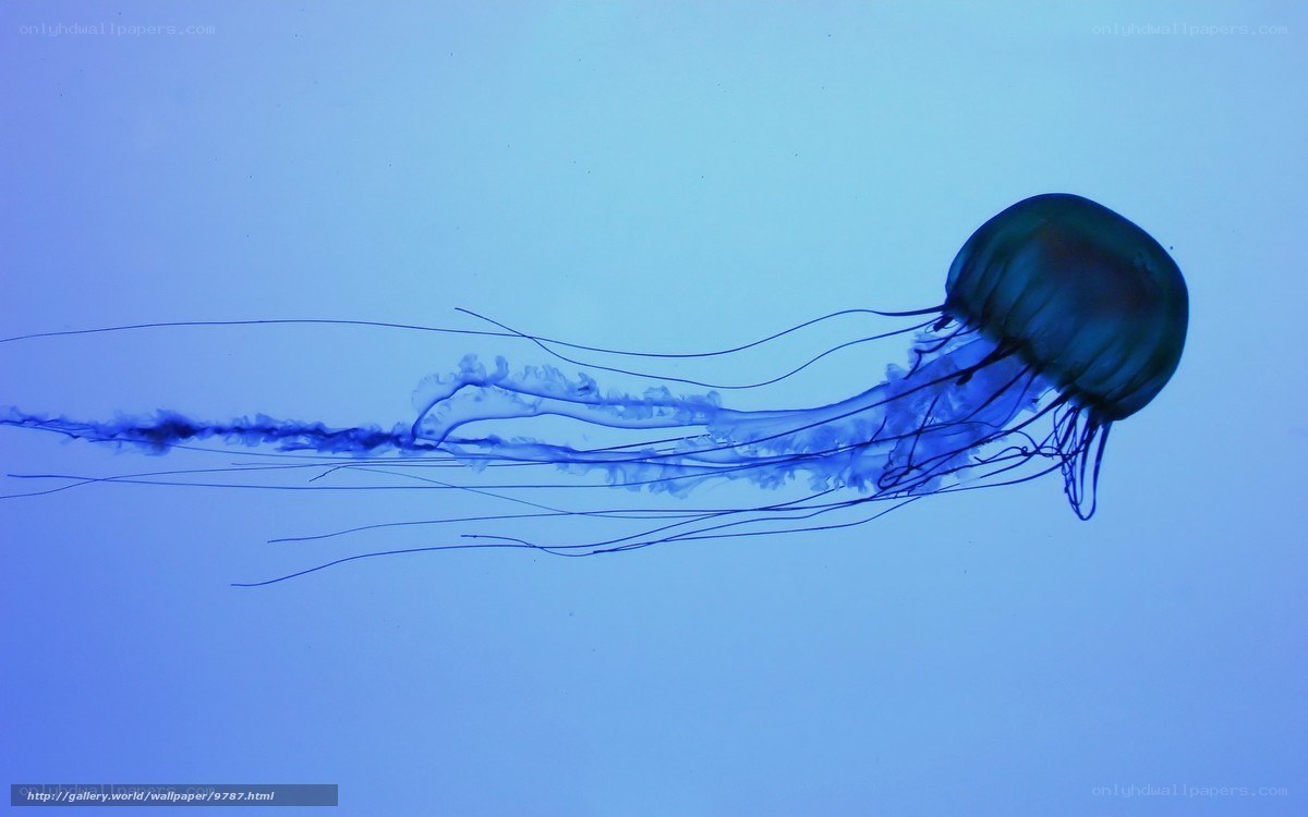Blue jellyfish in water