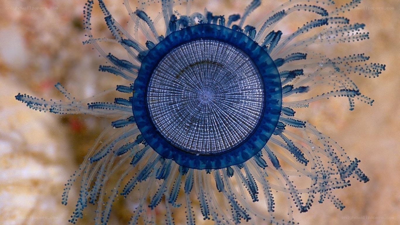 blue jellyfish medusa
