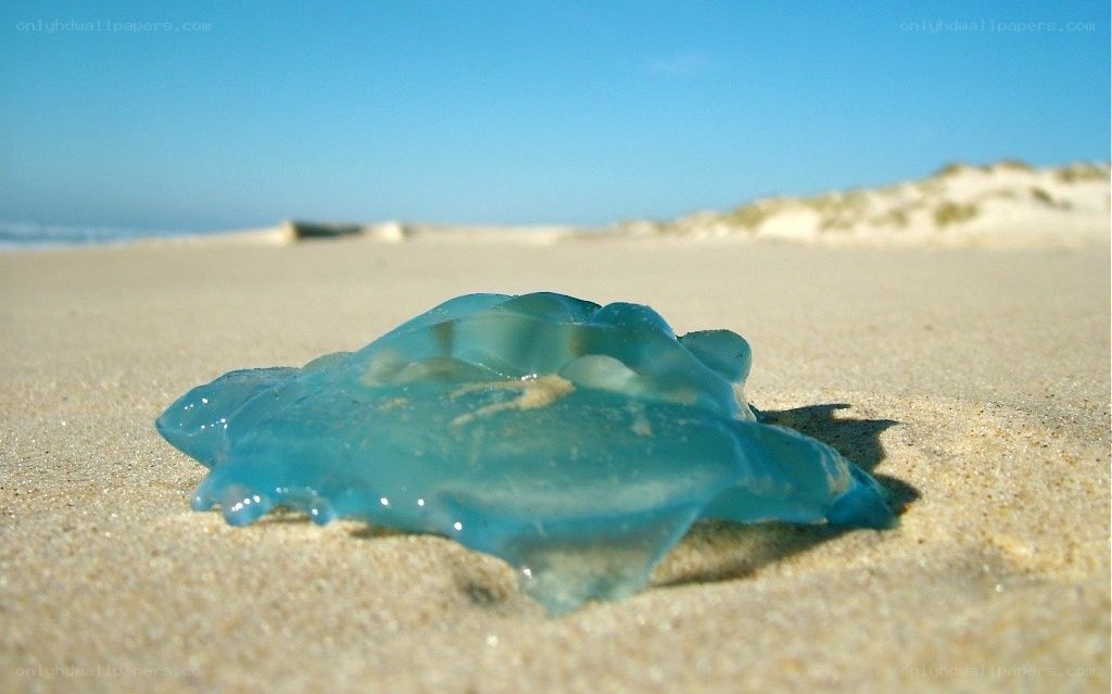 blue jellyfish on beach
