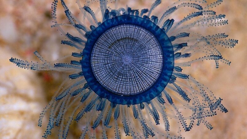 Blue Jellyfish — Serene, Photograph, Tentacles