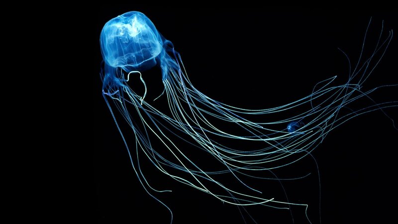 Blue Jellyfish — Serene, Photograph