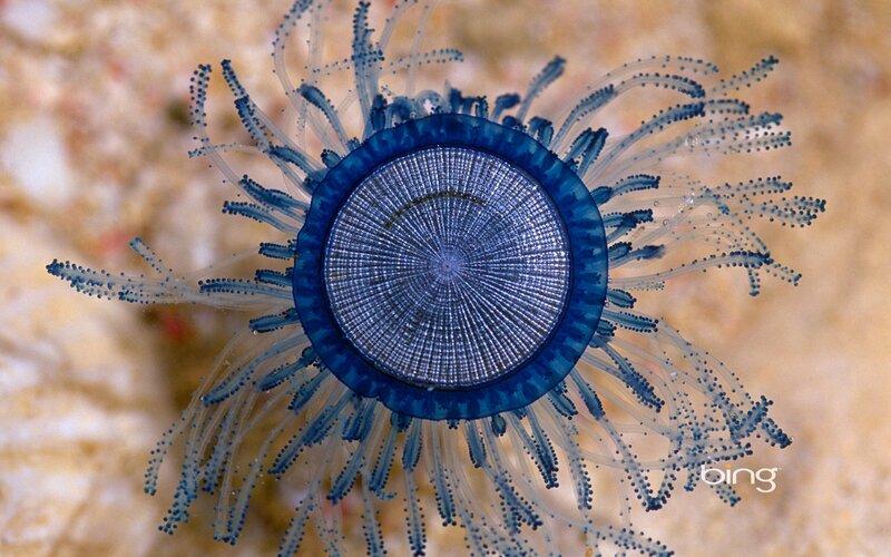Blue Jellyfish — Serene
