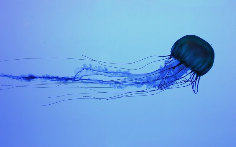 Blue Jellyfish Swimming