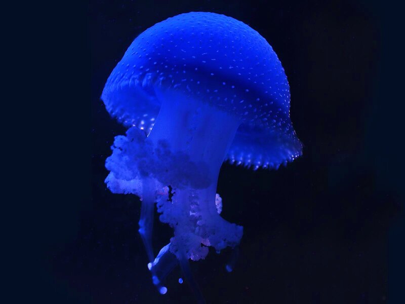 Blue Jellyfish
