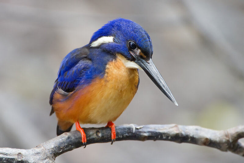 Blue Kingfisher Bird — Alert