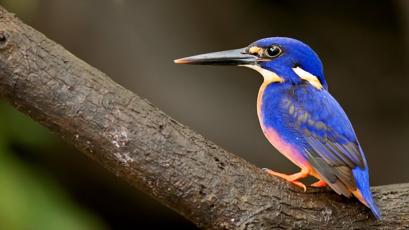 Blue Kingfisher Bird — Brown