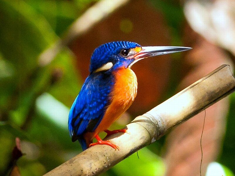 Blue Kingfisher Bird — Calm, Afternoon, Photograph