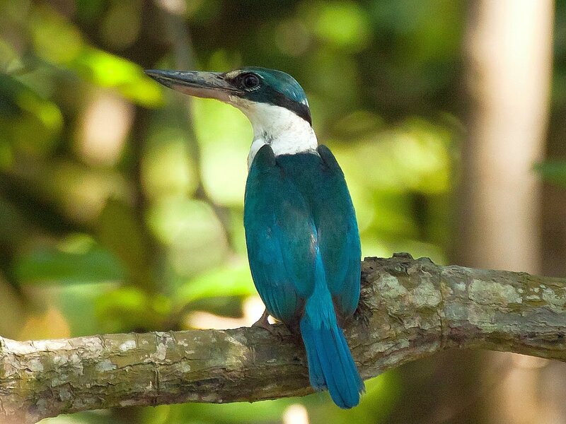 Blue Kingfisher Bird — Calm, Afternoon