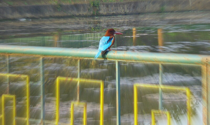 Blue Kingfisher Bird — Calm, Morning