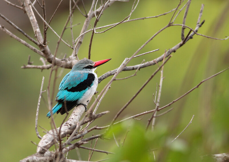 Blue Kingfisher Bird — Calm, Photograph, Branch, Beak