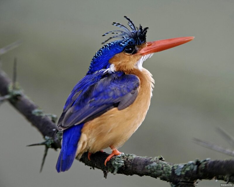 Blue Kingfisher Bird — Calm, Photograph, Branch, Feathers