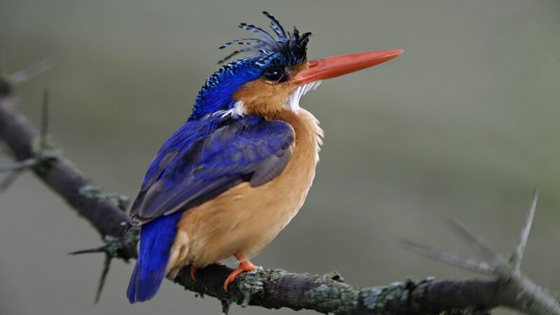 Blue Kingfisher Bird — Calm, Photograph, Branch, Thorn, Orange