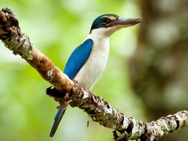 Blue Kingfisher Bird — Calm, Photograph, Branch