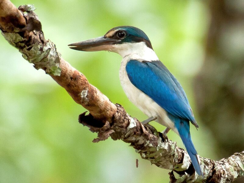 Blue Kingfisher Bird — Calm, Photograph