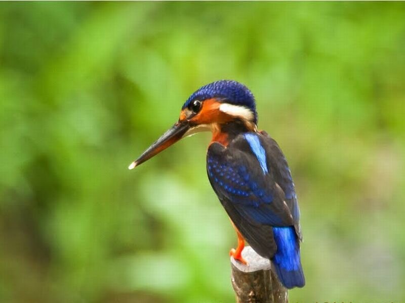 Blue Kingfisher Bird — Calm